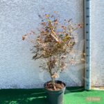 Acer palmatum 'Hime Shojo' - Érable du Japon