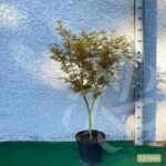 Acer Palmatum 'Jerre Schwartz' - Érable du Japon