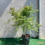 Acer palmatum 'Katsura' - Érable du Japon