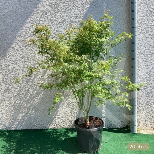 Acer palmatum 'Katsura' - Érable du Japon