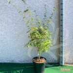 Acer palmatum 'Katsura' - Érable du Japon