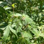 Acer palmatum 'Katsura' - Érable du Japon