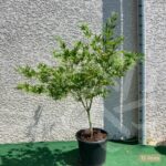 Acer palmatum 'Kogane Nishiki' - Érable du Japon