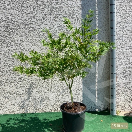 Acer palmatum 'Kogane Nishiki' - Érable du Japon
