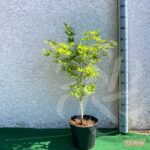 Acer palmatum 'Kogane Nishiki' - Érable du Japon