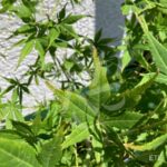 Acer palmatum 'Kogane Nishiki' - Érable du Japon
