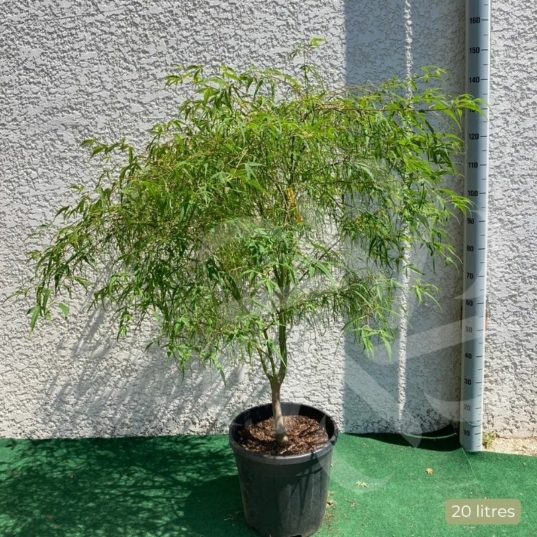 Acer palmatum 'Koto-no-Ito' - Érable du Japon