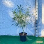 Acer palmatum 'Koto-no-Ito' - Érable du Japon