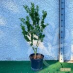 Acer palmatum 'Kotohime' - Érable du Japon