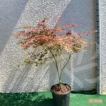 Acer palmatum 'Extravaganza' - Érable du Japon