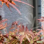 Acer palmatum 'Extravaganza' - Érable du Japon