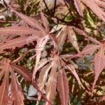 Acer palmatum 'Extravaganza' - Érable du Japon