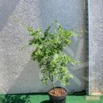 Acer palmatum 'Orange Dream' - Érable du Japon
