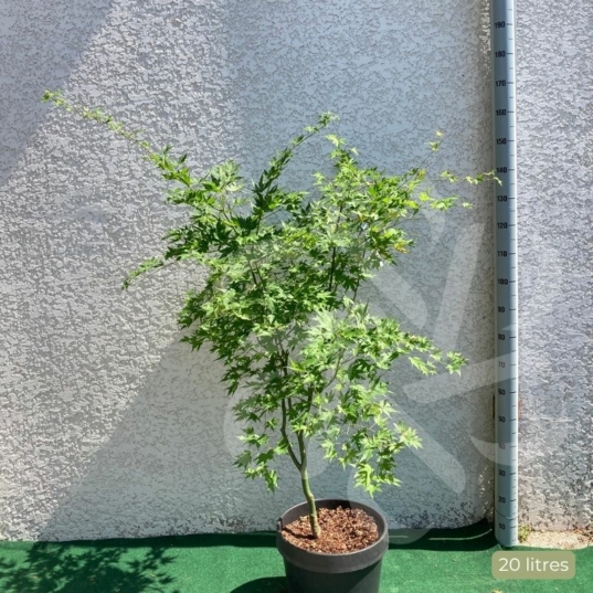 Acer palmatum 'Orange Dream' - Érable du Japon