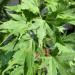 Acer palmatum 'Orange Dream' - Érable du Japon