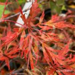 Acer palmatum 'Orangeola' - Érable du Japon