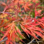 Acer palmatum 'Orangeola' - Érable du Japon