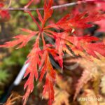 Acer palmatum 'Orangeola' - Érable du Japon
