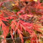 Acer palmatum 'Orangeola' - Érable du Japon