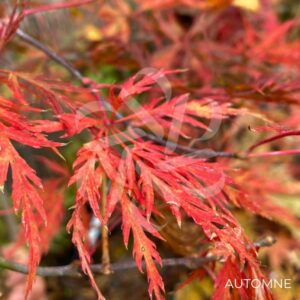 Acer palmatum 'Orangeola' - Érable du Japon