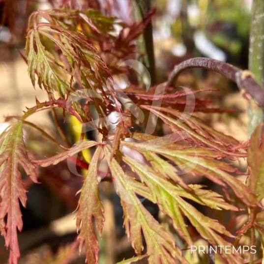 Acer palmatum 'Orangeola' - Érable du Japon