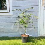 Acer palmatum 'Orangeola' - Érable du Japon