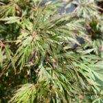 Acer palmatum 'Orangeola' - Érable du Japon