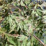 Acer palmatum 'Orangeola' - Érable du Japon