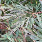 Acer palmatum 'Orangeola' - Érable du Japon