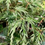 Acer palmatum 'Orangeola' - Érable du Japon
