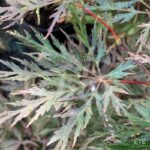 Acer palmatum 'Orangeola' - Érable du Japon