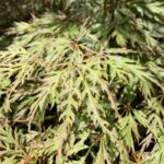 Acer palmatum 'Orangeola' - Érable du Japon