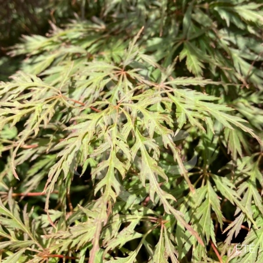 Acer palmatum 'Orangeola' - Érable du Japon