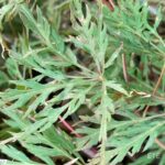 Acer palmatum 'Orangeola' - Érable du Japon