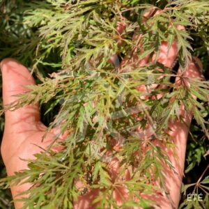 Acer palmatum 'Orangeola' - Érable du Japon