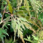 Acer palmatum 'Orangeola' - Érable du Japon