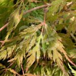 Acer palmatum 'Orangeola' - Érable du Japon