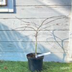 Acer palmatum 'Orangeola' - Érable du Japon