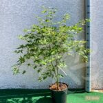 Acer palmatum 'Oridono Nishiki' - Érable du Japon