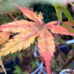 Acer palmatum 'Oridono nishiki' - Érable du Japon