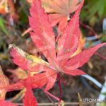 Acer palmatum 'Oridono nishiki' - Érable du Japon