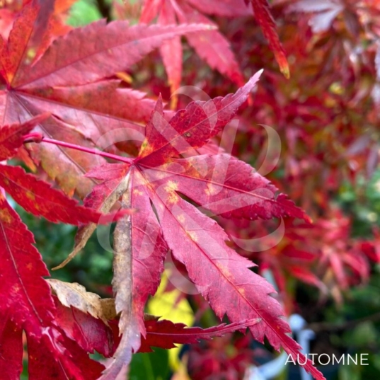 Acer palmatum 'Oridono nishiki' - Érable du Japon
