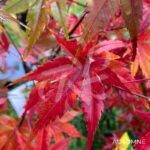 Acer palmatum 'Oridono nishiki' - Érable du Japon