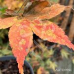 Acer palmatum 'Oridono nishiki' - Érable du Japon