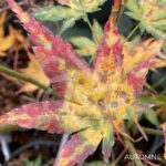 Acer palmatum 'Oridono nishiki' - Érable du Japon
