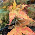 Acer palmatum 'Oridono nishiki' - Érable du Japon