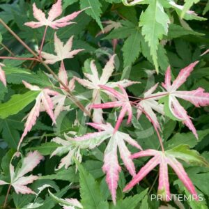 Acer palmatum 'Oridono nishiki' - Érable du Japon
