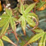 Acer palmatum 'Oridono nishiki' - Érable du Japon