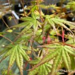 Acer palmatum 'Oridono nishiki' - Érable du Japon