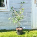 Acer palmatum 'Oridono nishiki' - Érable du Japon